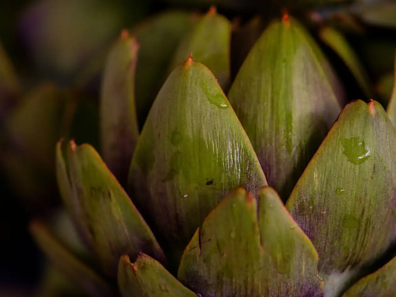 Artichoke Bites III