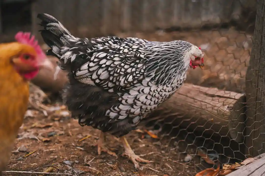 Chicken Karhaai