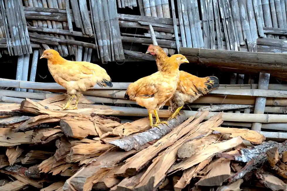 Cinnamon Chicken