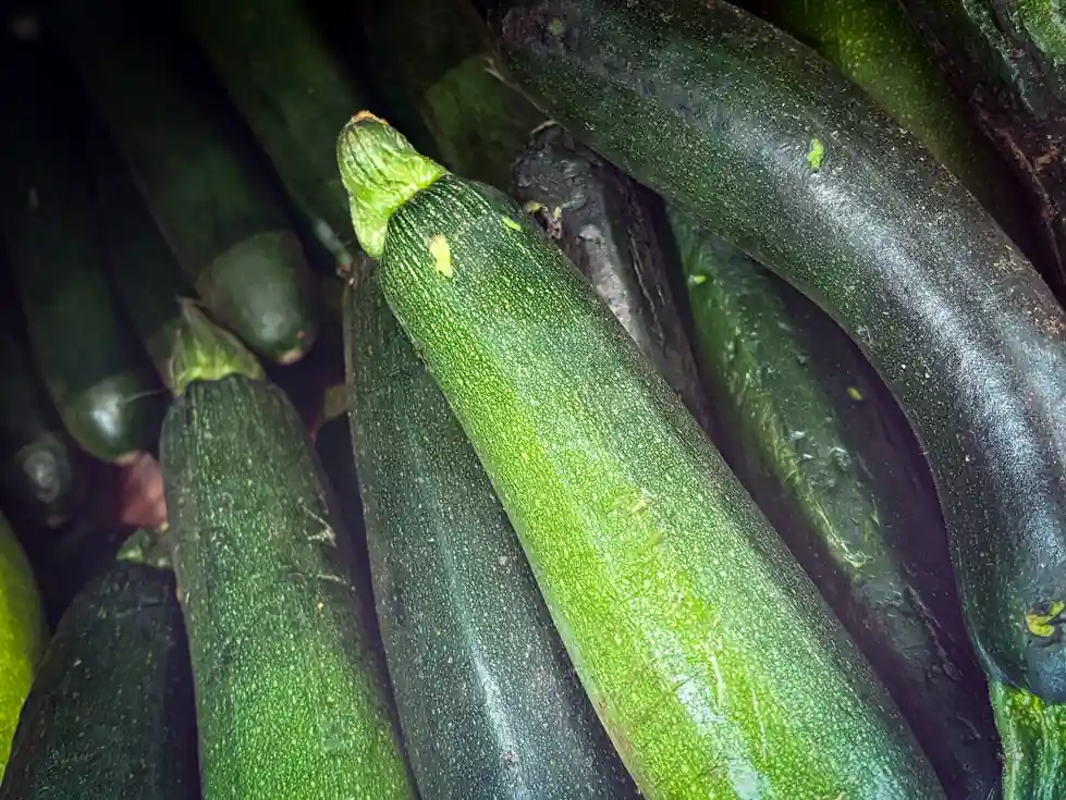 Zucchini Lunchixa